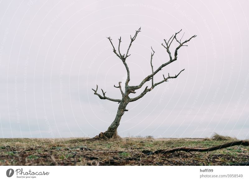 dead tree by the sea Tree dead branches Nature Tree stump void Calm Environmental pollution environmental pollution pass away age Old Death of a tree wither