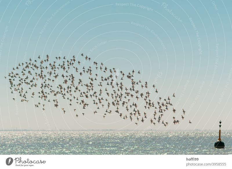 A flock of Dunlins makes its rounds Purple Sandpiper seabird Summer Seabirds Flock Flying Bird Animal Sea bird Poultry Seagull Freedom Wild animal coast Water