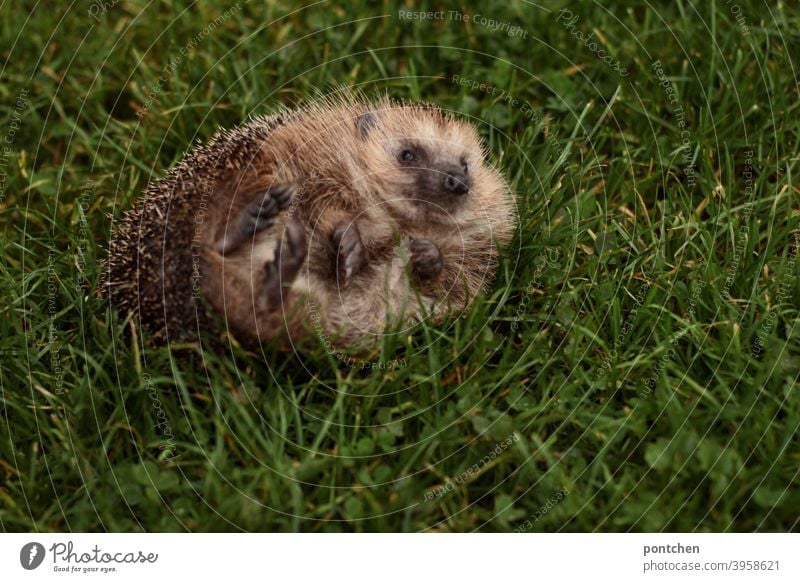 A hedgehog lying on its back. animal world, cute Hedgehog Animal Wild animal Back handicapped Topple over Cute Thorn Autumn
