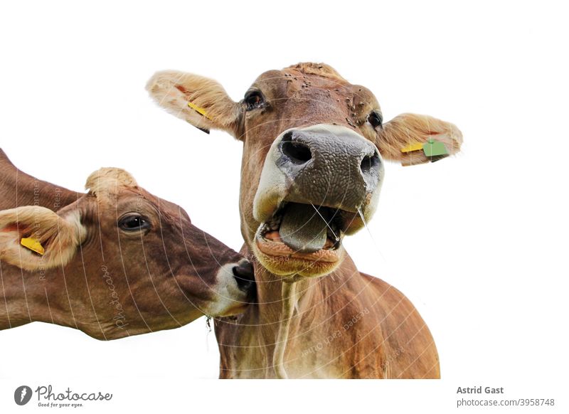 Funny cow photo. A cow nudges another cow on the neck, so that this screams surprised moo brown cattle cows Cow Moo Scream shout nudge sb. Agriculture Animal