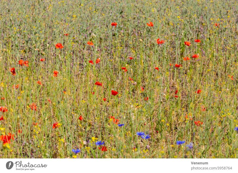 meadow flowers in summer Wildflowers Flower Weed grasses Meadow Flower Blossom Blossoms Nature Nature Plants Nature Flowers Spring