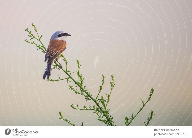 A red-backed shrike sits on a plant in the Biesenthal Basin nature reserve in foggy weather. Chestnut-backed Shrike lanius collurio strangler Bird Germany