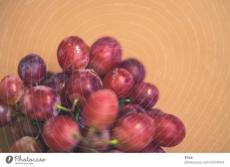 Purple grapes purple Blue Food fruit Delicious Fresh Bunch of grapes Grapes Fruit salubriously tone-in-tone plain background