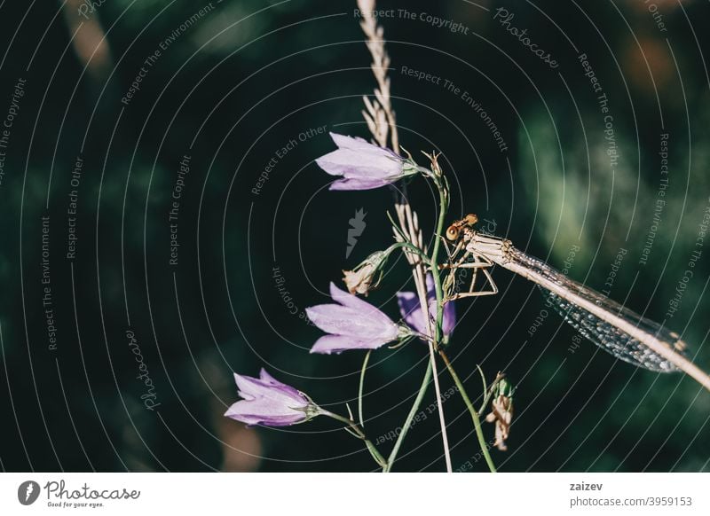 dragonfly perched on top of a lilac campanula flower in a field colourful butterfly flying insect color image photography wing empty bug nature animal blue