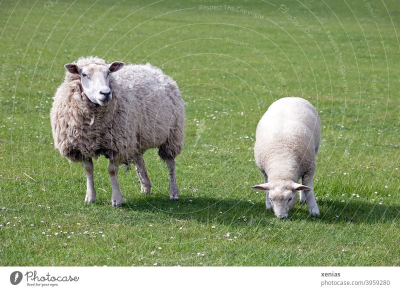 Ewe and lamb standing on a green meadow Sheep Lamb Willow tree Meadow Animal Green Wool Farm animal Keeping of animals Grass Agriculture mutiny Animal portrait