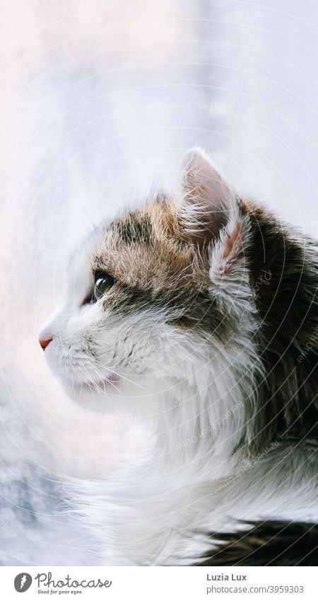 Portrait of a cat, long-haired mackerel sits in front of the balcony door and watches the rain outside Cat hangover portrait Cat portrait Profile Animal Pet