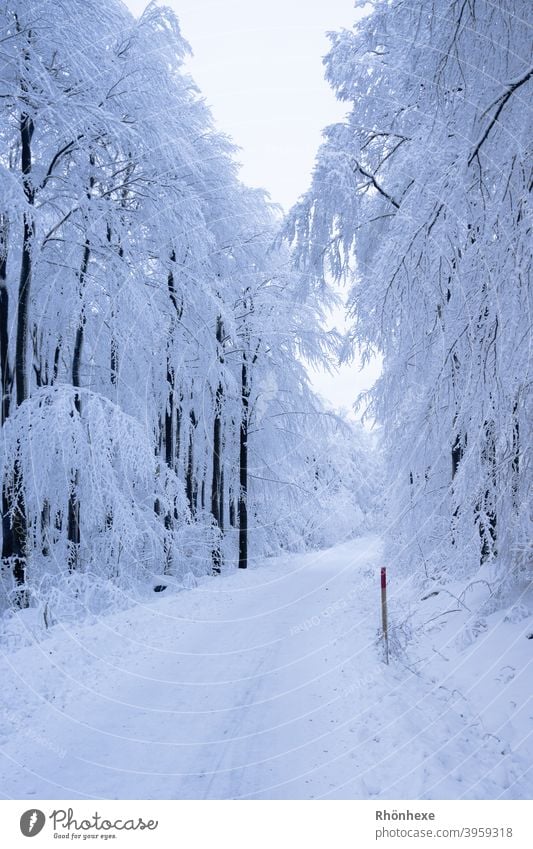 A snowy lonely path in the winter forest Winter Snow Tree Cold Frost White Forest Exterior shot Deserted Nature Day Colour photo Snowscape Winter forest