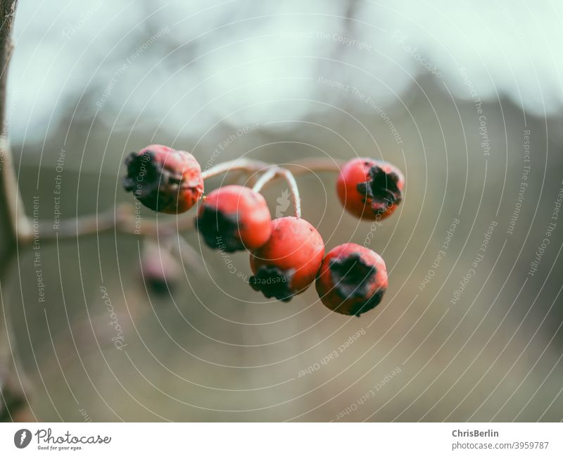 Red Berries Fruit Close-up Colour photo Nature Exterior shot Deserted Shallow depth of field Detail Wild plant Autumn Bushes naturally Copy Space bottom