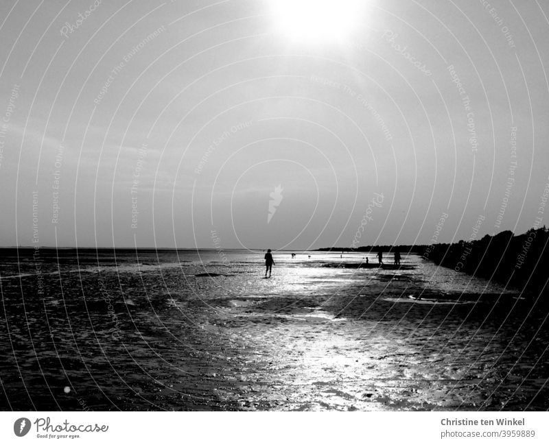 Silhouettes of walkers on the mudflats at low tide. Backlight shot with reflections of sunlight in wet sand Beach Mud flats Walk on the beach North Sea