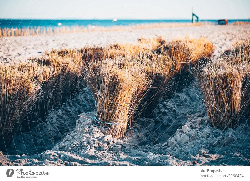 Dune protection on Usedom in winter IV Wide angle Panorama (View) Central perspective Long shot Deep depth of field Light (Natural Phenomenon) Contrast Shadow