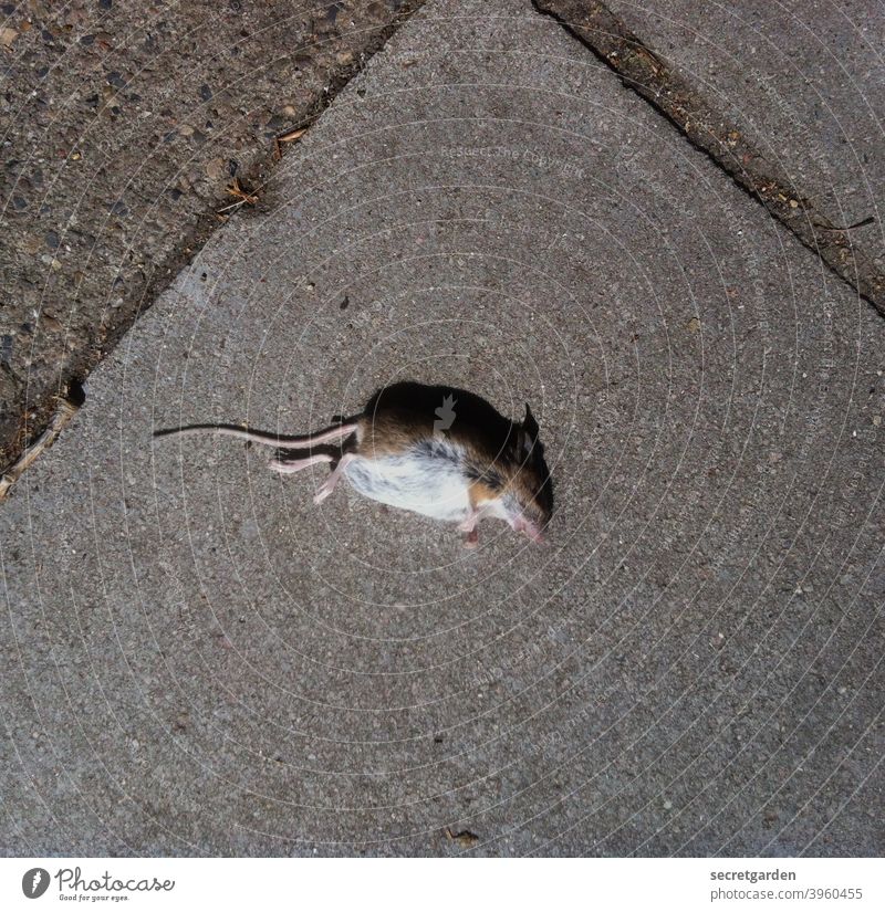 Everything is transient. Mouse dead Death Mortal agony floor sad compassion graphically Light Shadow Life Nature Animal Dead animal Exterior shot Colour photo