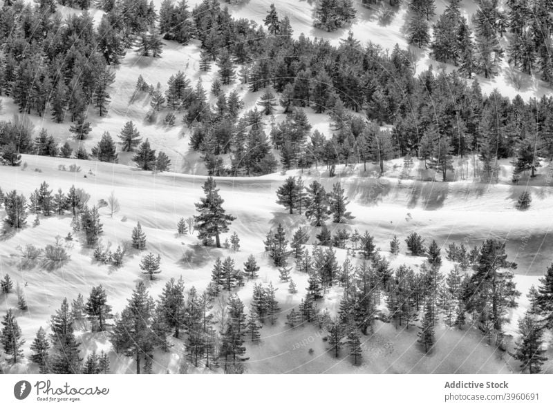 Coniferous forest in mountainous terrain in winter landscape coniferous snow tree highland season evergreen scenery woods cold growth white scenic frozen