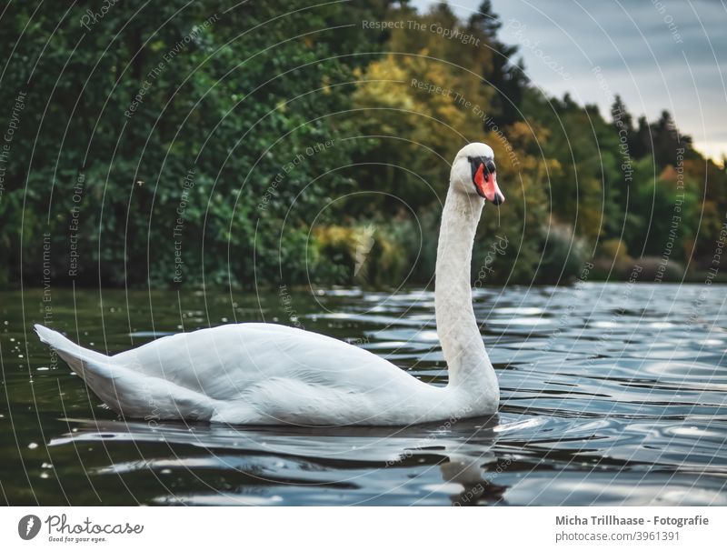 Swan in the lake Cygnus olor Mute swan Lake Bird Wild animal Animal face Head Beak Grand piano Neck Feather Eyes Plumed Near Close-up Exterior shot Evening