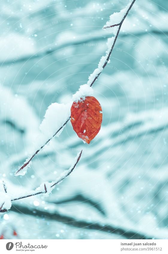 Snow And Ice On Red Glass As Background . Stock Photo, Picture and Royalty  Free Image. Image 108393931.