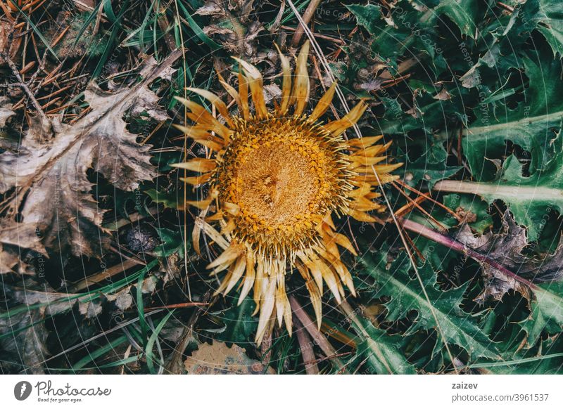 dry yellow carlina flower with pointed leaves carline thistles protection spine detailed holly silver rare rosette gold open lonely environmental alternative