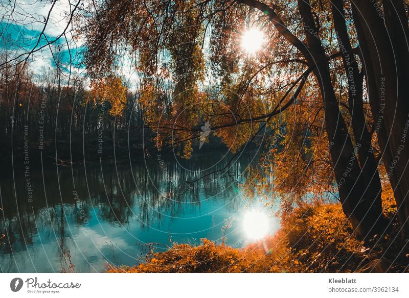 At the beautiful blue Danube - autumn atmosphere at the river in which the sun is reflected Autumn, Moody Tree Exterior shot Landscape Colour photo Day Sunlight