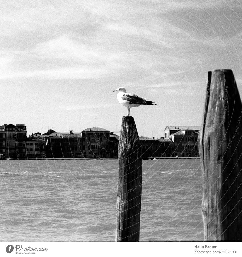 Venetian seagull on pole Analog Analogue photo black-and-white Seagull Water Venice lagoon city stake Architecture Sky Looking Venezia Exterior shot