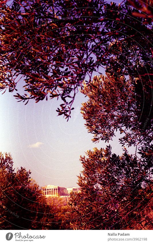 Ancient building in Athens upper town Analog Analogue photo Colour Acropolis trees branches Sky Greece Parthenon Antiquity Architecture Old Landmark Historic