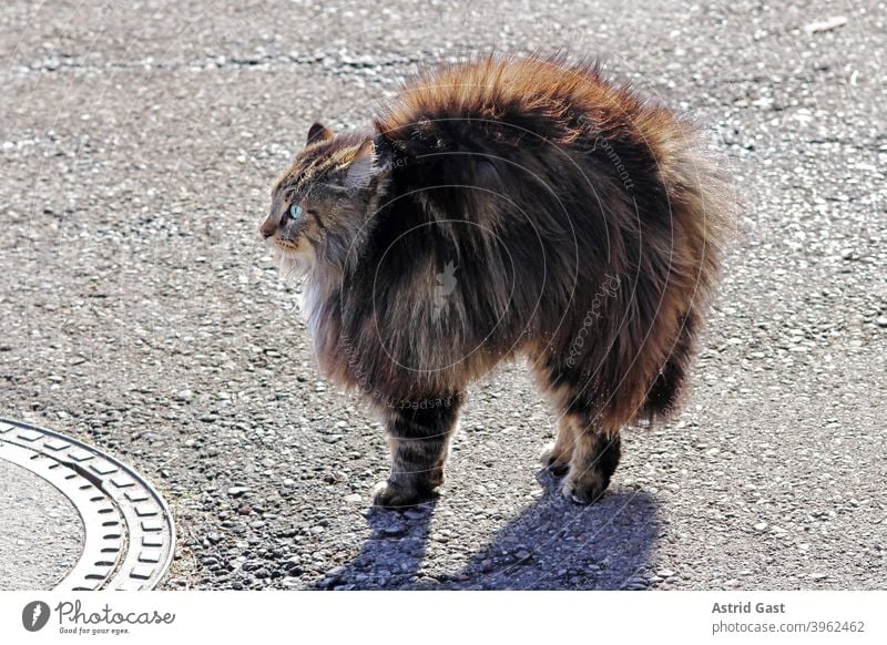 A female Norwegian Forest Cat feels threatened and makes a cat hump and puts all her hair up facial expression astonished Surprise Small Fat Brown Funny wittily