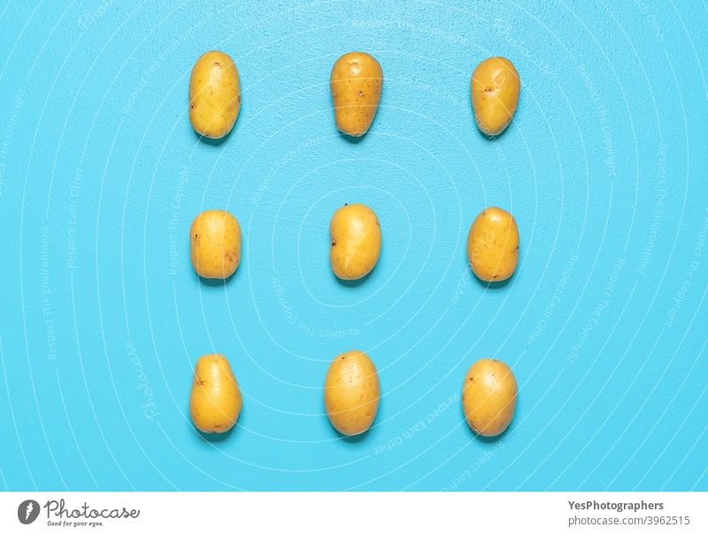 Potatoes isolated on a blue background. Aligned potatoes top view. above view agriculture arranged cut out farmers market flat lay food fresh golden harvest