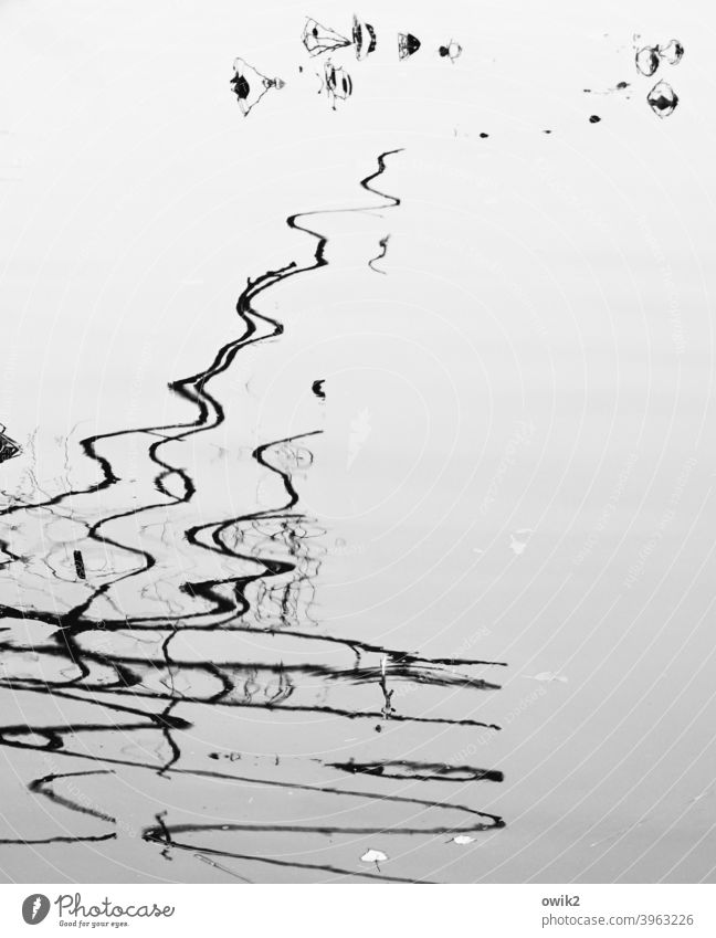 Calligraphy Water Surface of water Reflection twigs strokes Sign cryptically Hint Hazy Movement Water reflection Minimalistic Copy Space right Copy Space left