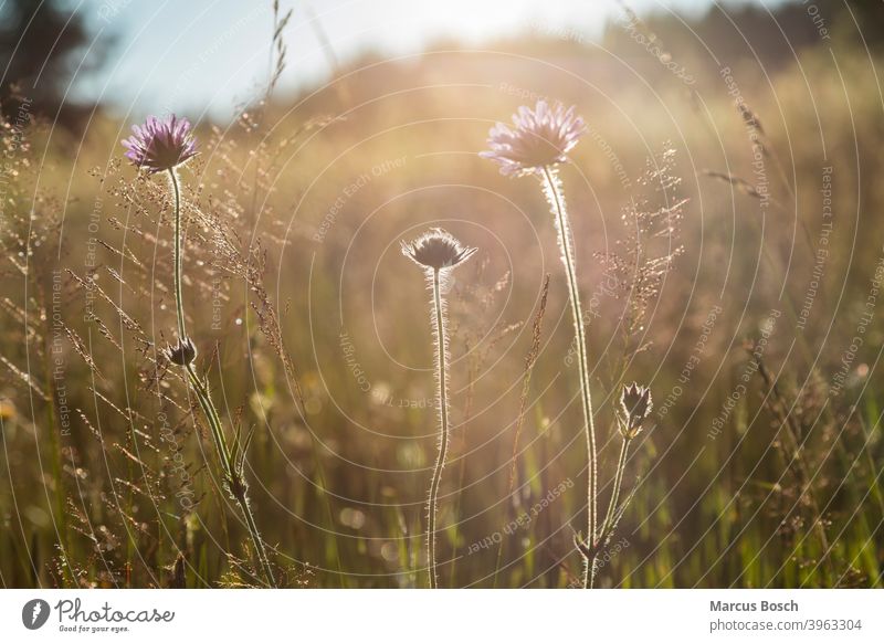 Meadow in the evening light Mountain Meadows Blossom blossoms Flower flowers Flower meadows Boehmerwald Back-light Hill Highlands Low mountain range landscape