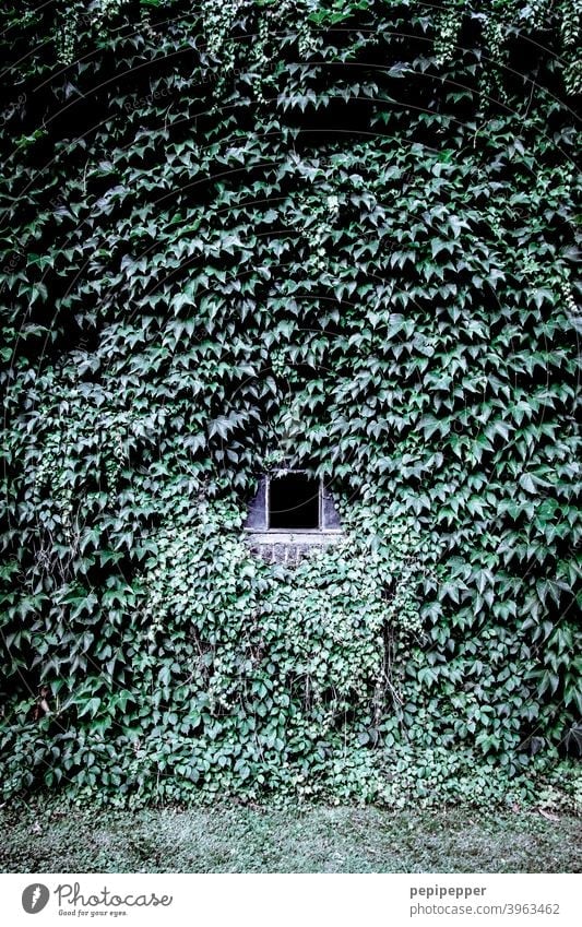 A house wall of ivy with small windows in the middle of it House (Residential Structure) Wall (building) house wall window Ivy ivy leaf ivy leaves Exterior shot
