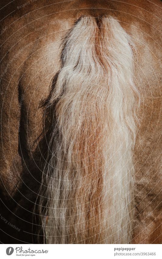 Horsetail horse's tail Exterior shot Macro (Extreme close-up) Tails Hair and hairstyles Back Pelt Mane Brown Detail Farm animal Pony naturally Animal portrait