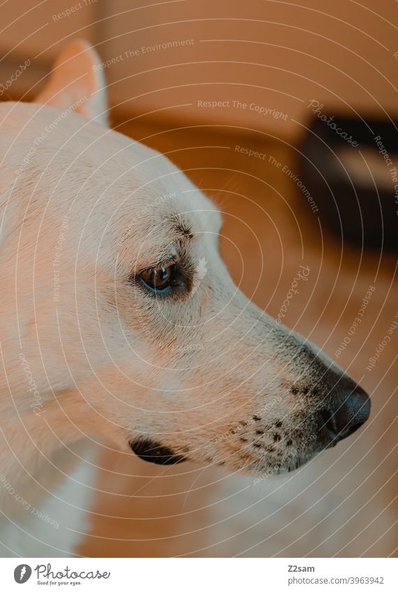 Weißer Schäferhund schäferhund weiß groß niedlich zuhause haustier schön aufmerksam warme farben portrait schnauze lieb
