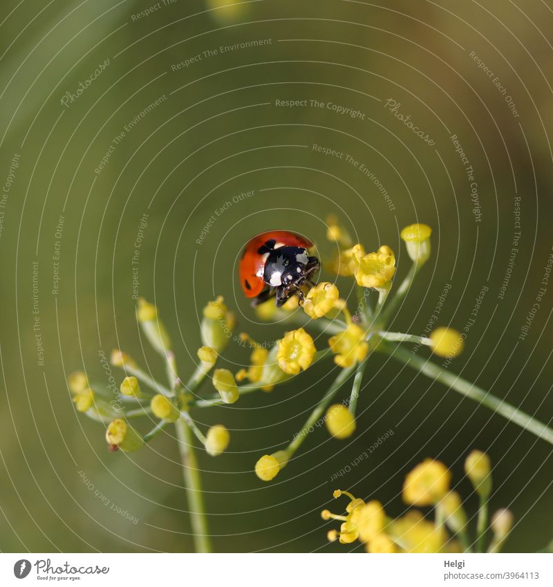 Ladybird on yellow fennel flower Beetle Insect Good luck charm Blossom fennel blossom Animal Happy Nature Exterior shot Colour photo Summer Plant Crawl Close-up