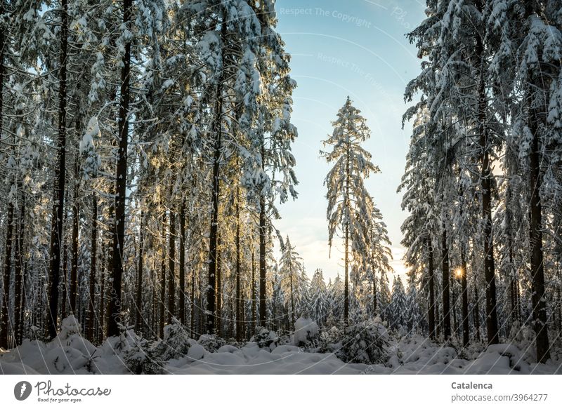 Late in the afternoon the clouds break, the sun appears between the trunks of the snow-covered fir trees. Season White Plant Nature Landscape Tree daylight Day