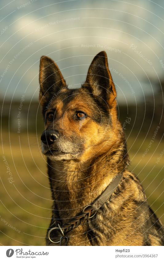 German shepherd dog on a meadow German Shepherd Dog Pet Animal Colour photo Animal portrait Exterior shot Shepherd dog Pelt Cute Looking Deserted Watchfulness