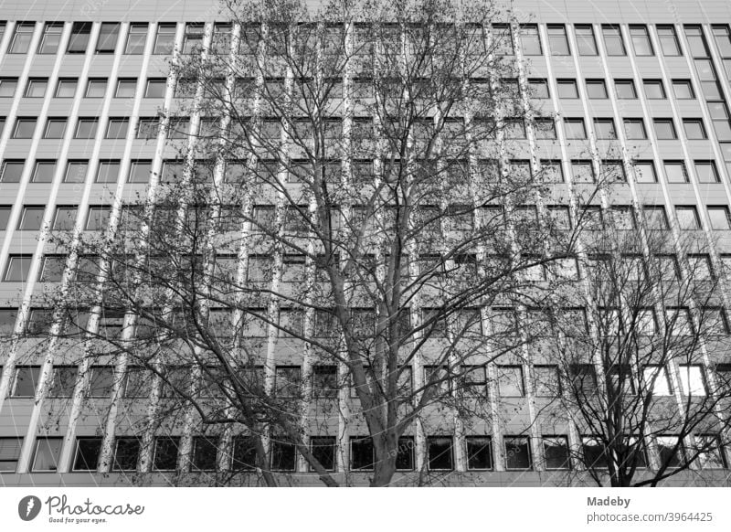 Big old tree without leaves in winter in front of the facade of a modern office building with many windows in the Westend of Frankfurt am Main in Hesse, Germany