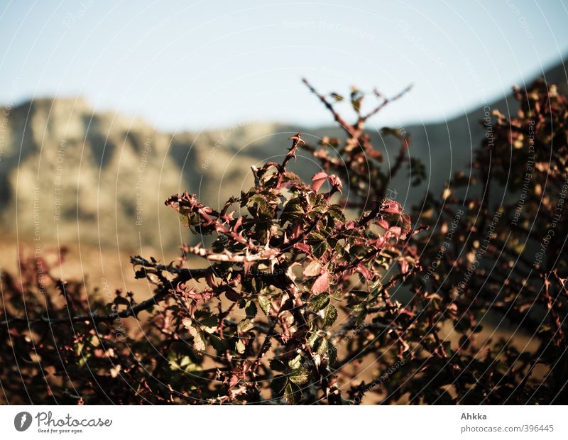 Close-up of a thorny bush in Corsica Exotic Vacation & Travel Tourism Trip Adventure Far-off places Freedom Summer Summer vacation Mountain Hiking Nature