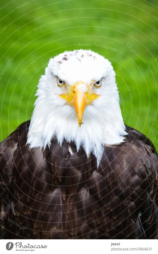 Beautiful bald eagle in frontal view | close up portrait White-tailed eagle Bald eagle Eagle Eagles eyes pretty Nature Animal Animal portrait Close-up Frontal