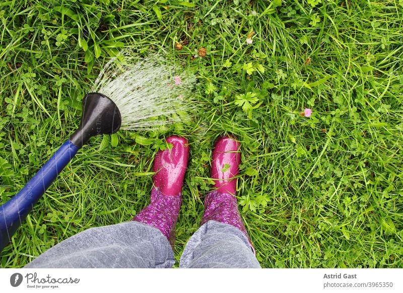 A woman in pink rubber boots waters the lawn with a watering can Rubber boots Boots Wet wet Rain Cast Watering can Lawn Waterproof Woman feet Legs Rainwater