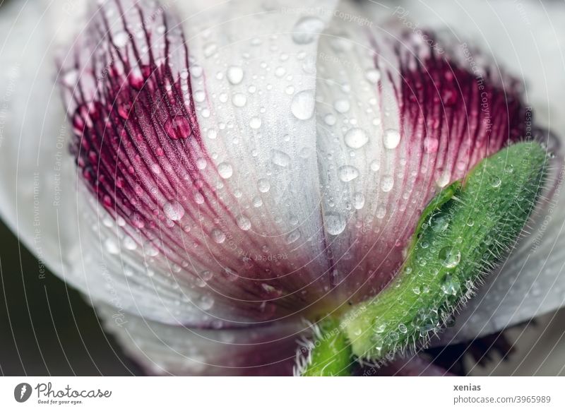 White flower with pink stripes and water drops from frog perspective Blossom Flower Drops of water Iceland poppy Rain Spring Plant Wet Garden Detail petals