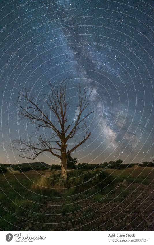 Tree growing in field under starry sky milky way night landscape constellation glow tree galaxy astronomy nature scenery amazing picturesque twilight tranquil