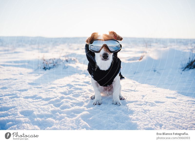 cute beautiful jack russell dog in snowy mountain wearing coat and modern sunglasses. Pets in nature. winter season cold small young sunny flare travel