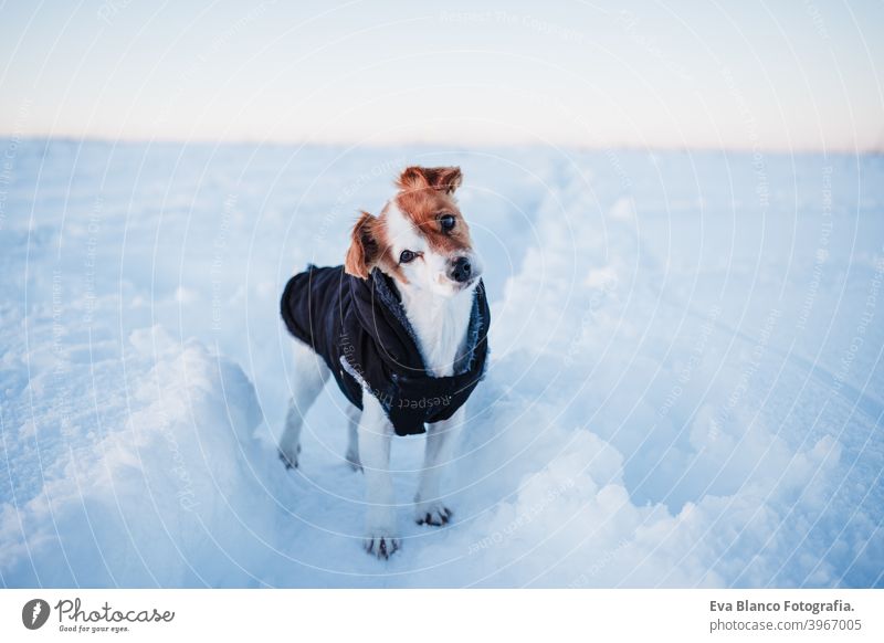 cute jack russell dog wearing coat standing in snowy mountain. Pets and sports in nature. winter season cold modern beautiful small young sunny flare travel