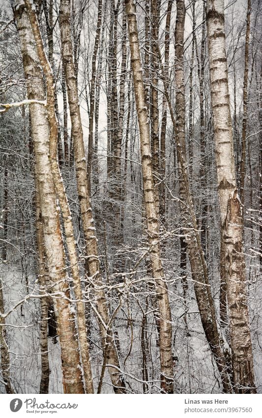 It’s winter and these birches are experiencing snow and cold temperature. Nevertheless, timeless nature will definitely cope with winter’s blizzards. Picturesque trees and wild nature.