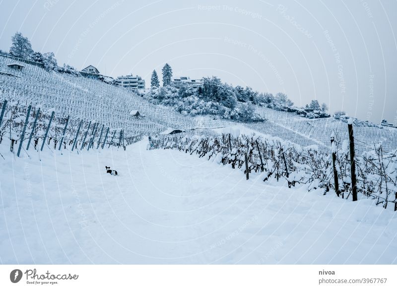 Vineyards in winter with dog vines Winter Dog jack russel terrier snowed in Snowscape Landscape Subdued colour White Jack Russell terrier Small Pet Terrier