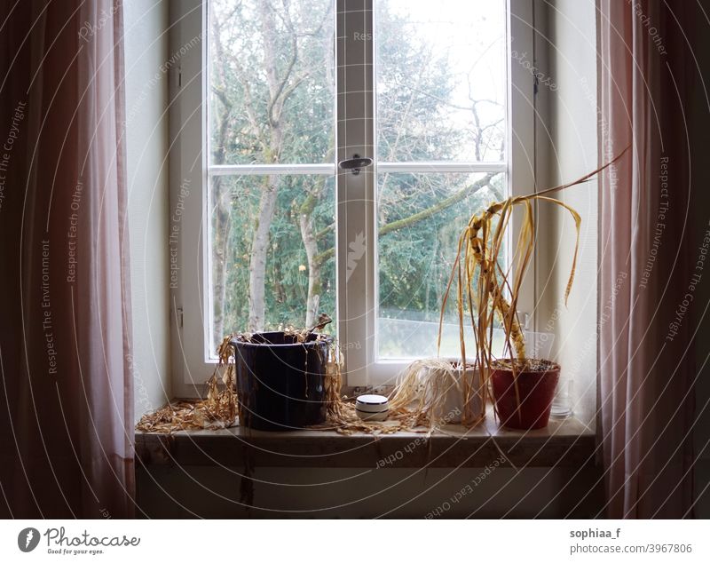 Water needed - dead dried plants withered on old window sill in an abandoned house dry dried up forgotten wilted dying wilting indoor plants need water