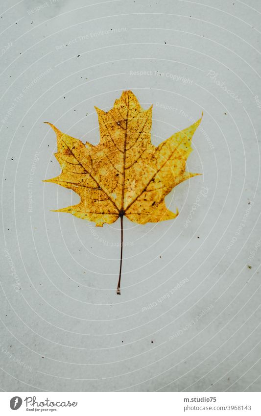 Canadian maple leaf #winter #leaf #canada #snow #nature #outdoors #yellowleaf #cold White cold season