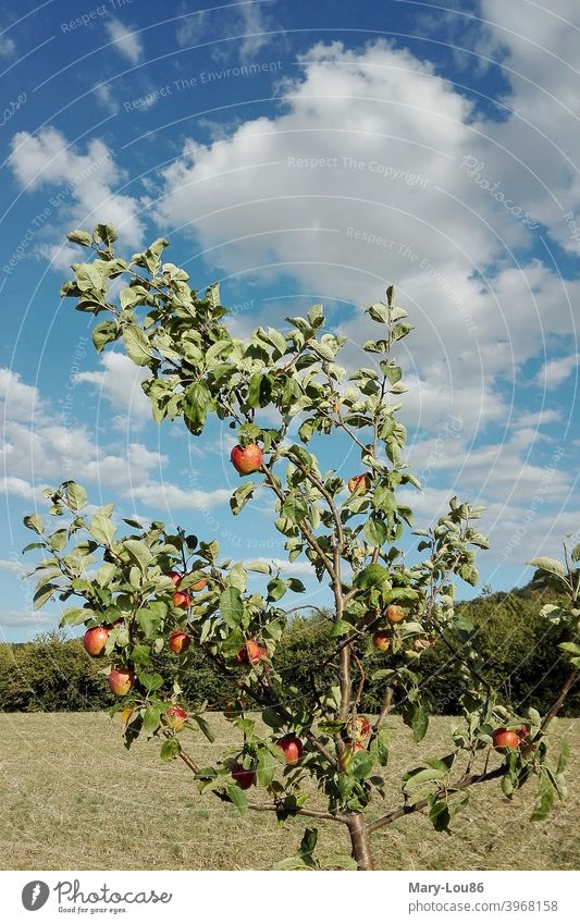 Apple tree in front of blue sky apples Tree Plant Nature eco Ecological Agriculture Red Green Blue Clouds Sky Summer Beautiful weather Landscape Trip free time