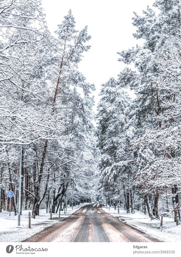 Winter road in a forest Forest road Road Forest winter snowy road snowy trees Trees cold Snow landscape nature ice outdoor season white day natural travel