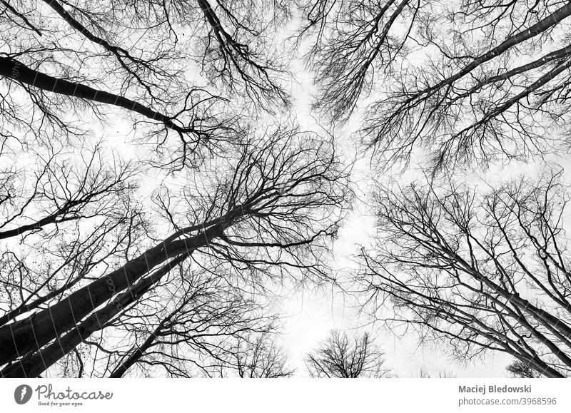 Looking up at trees in the woods, nature abstract background. forest look up black and white leafless plant outdoors environment trunk winter season branch B&W
