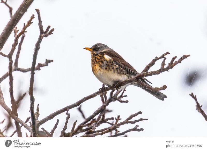 Juniper thrush on a branch in winter with light snowfall Turdus pilaris animal beauty in nature bird cold copy space feathers fly nobody outdoors songbird tree