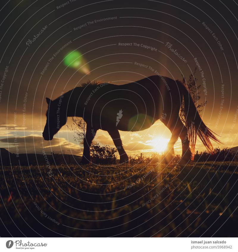horse and sunset in the meadow silhouette sunlight animal animal themes wild nature cute beauty elegant wild life wildlife rural rural scene field country