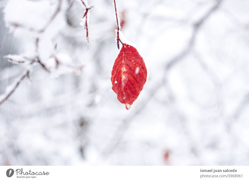 snow on the red leaf in winter season, snowy days branches leaves nature natural textured fragility frost frozen frosty white ice wintertime cold cold days